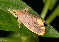 Orvasca subnotata