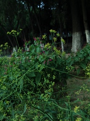 Bupleurum chinense
