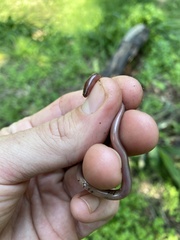 Afrotyphlops bibronii