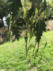Angiospermae