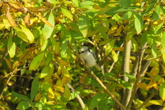 Cyanistes cyanus