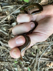 Afrotyphlops bibronii