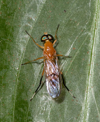 Sarginae