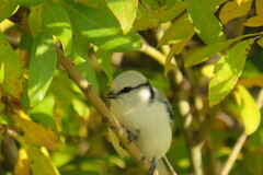 Cyanistes cyanus