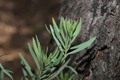 Acacia decora