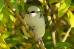 Cyanistes cyanus