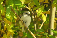 Cyanistes cyanus
