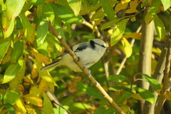 Cyanistes cyanus