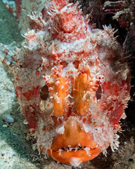 Scorpaena jacksoniensis