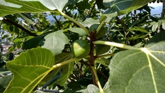 Ficus carica