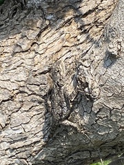 Acanthocercus atricollis