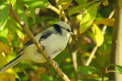 Cyanistes cyanus