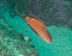 Austrolabrus maculatus