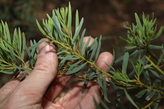 Acacia decora