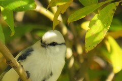 Cyanistes cyanus