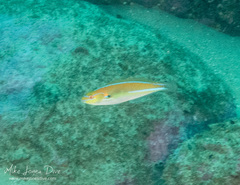 Stethojulis interrupta