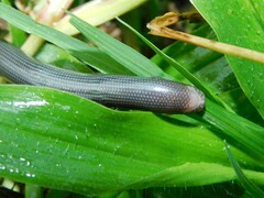 Typhlopidae