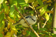 Cyanistes cyanus