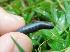 Typhlopidae