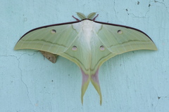 Actias selene