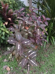 Graptophyllum