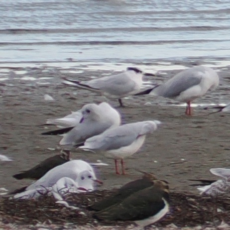 Sandwich Tern