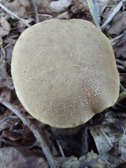 Xerocomellus chrysenteron