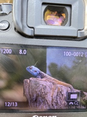 Acanthocercus atricollis