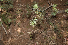 Acacia decora