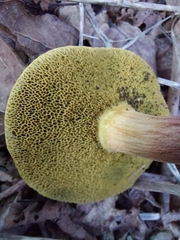 Xerocomellus chrysenteron