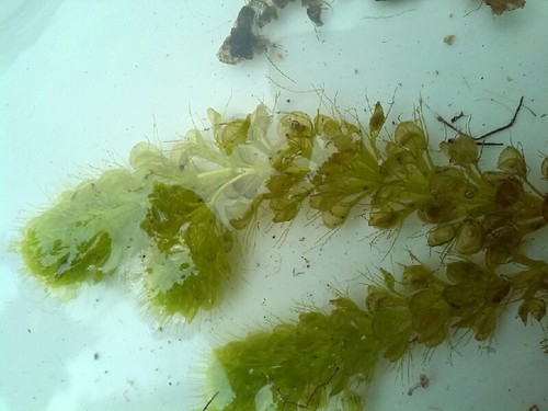 Image of Aldrovanda vesiculosa by (c) Andre Hosper, some rights reserved (CC BY)