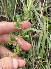 Kummerowia stipulacea