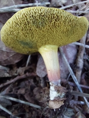 Xerocomellus chrysenteron