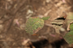 Grewia latifolia