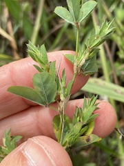 Kummerowia stipulacea
