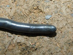 Typhlopidae
