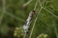 Callindra principalis