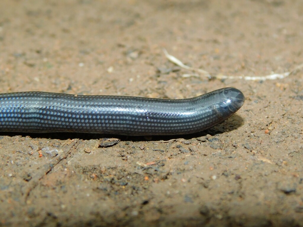 Common Lined Worm Snake