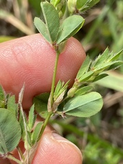 Kummerowia stipulacea