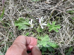 Pelargonium alchemilloides