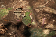 Grewia latifolia