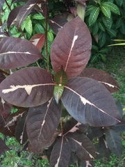 Graptophyllum