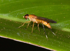 Sarginae