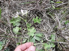 Pelargonium alchemilloides
