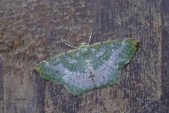 Chloroglyphica variegata