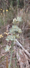Thelymitra epipactoides