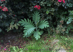 Bocconia frutescens