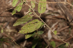 Sida hackettiana
