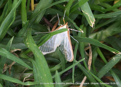 Palpita vitrealis