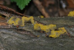 Tremella